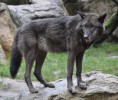 /album/photo-gallery-soorten-wolven/amerikaanse-wolf-jpg/